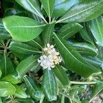 Pittosporum tobiraЦвят