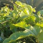 Passiflora edulis Pokrój