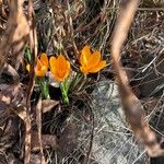 Crocus flavus Blomma