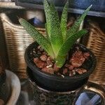 Aloe aristata Blad