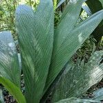 Geonoma macrostachys Лист