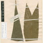 Geonoma leptospadix Hoja