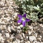 Campanula mollis Blüte