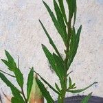 Oenothera gaura Лист