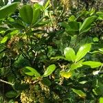 Quercus phillyreoides Yaprak