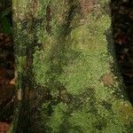 Sloanea brevipes Кора