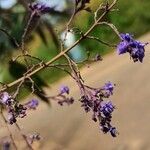 Vitex negundo Цвят