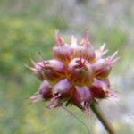 Oenanthe globulosa Fruit