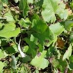 Tussilago farfaraFeuille