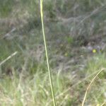 Carex liparocarpos Habit