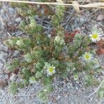 Mesembryanthemum nodiflorum Агульны выгляд