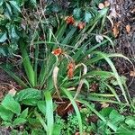 Iris foetidissima Ffrwyth