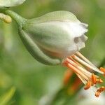 Zygophyllum fabago Fruit