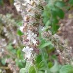 Ocimum kilimandscharicum Flower