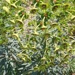 Euphorbia rigida Floro