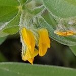 Anthyllis circinnata Flower