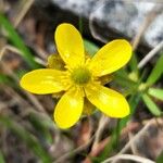 Ranunculus glaberrimus 花