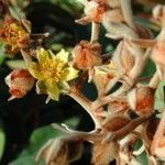 Hibbertia pancheri Meyve