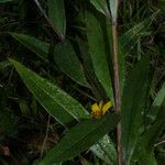 Helianthus hirsutus 形態