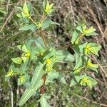 Euphorbia lagascae Flower