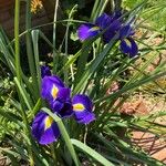 Iris latifolia फूल