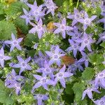 Campanula garganica Квітка