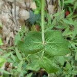 Hypericum montanum Blatt