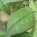 Angraecum angustipetalum Leaf