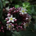 Chassalia zenkeri Lorea