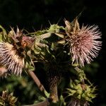 Cirsium fontinale Flower