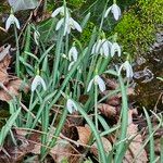 Galanthus nivalisЦветок