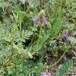 Astragalus leontinus Λουλούδι