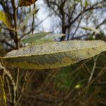 Salix laevigata Лист