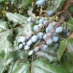 Berberis aquifolium Fruit