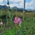 Onobrychis arenaria Blüte