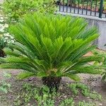 Cycas revolutaपत्ता