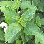 Lantana canescens Leaf