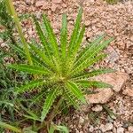 Ptilostemon casabonae Leaf