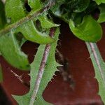 Taraxacum erythrospermum Escorça