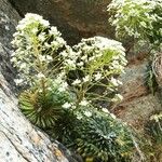 Saxifraga longifolia Flor