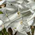 Pancratium maritimum Flower