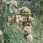 Scirpoides holoschoenus Fruto