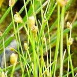 Isolepis setacea Λουλούδι