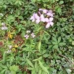 Cardamine bulbiferaFlower