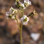 Jepsonia malvifolia Агульны выгляд