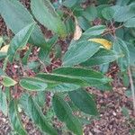 Aristotelia chilensis Fuelha
