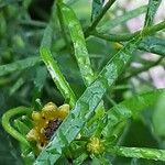 Coreopsis verticillata Folha