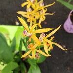 Prosthechea cochleata 花