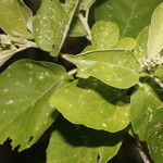Croton yucatanensis Leaf