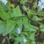 Myosotis latifolia পাতা